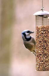 Blue Jay Eating Peanuts