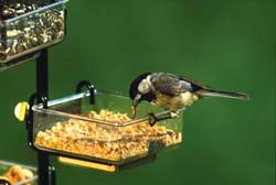 Chickadee Eating Mealworms from WBU Side Dish Feeder