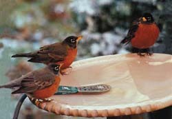 Robins